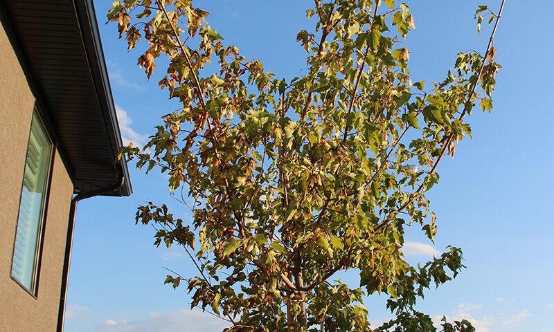 custom home builder Saskatoon